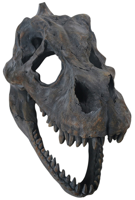 Dinosaur Skull Small